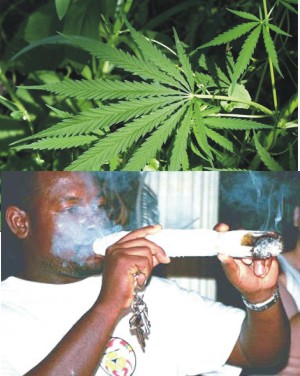 maconha 3